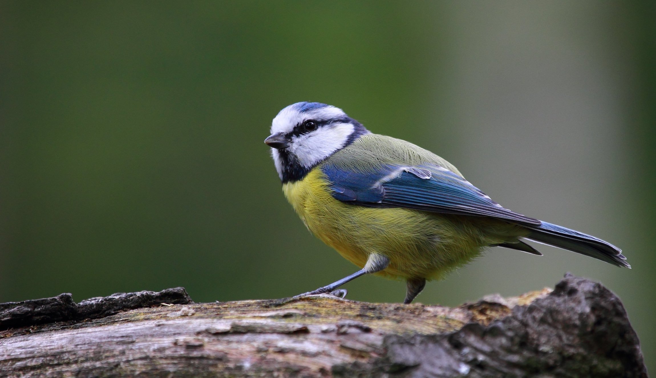 Blue tit bird