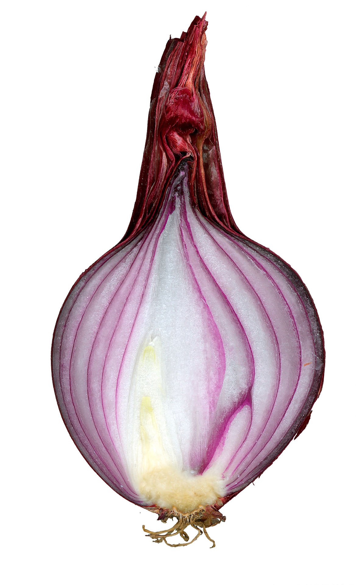 .onion image