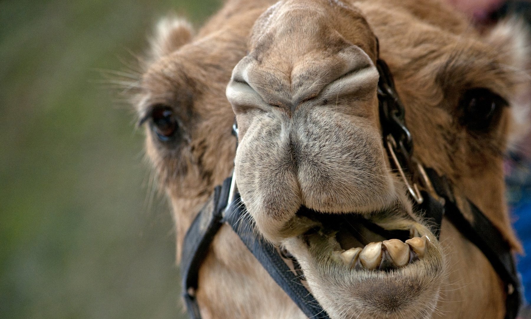 camel face